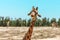 Portrait of a curious giraffe camelopardalis over a blue sky with white clouds in a wildlife sanctuary near Toronto, Canada,