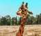 Portrait of a curious giraffe camelopardalis over a blue sky with white clouds in a wildlife sanctuary near Toronto, Canada,