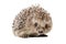 Portrait of a curious hedgehog