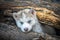 Portrait of the curious husky puppy, sleeping in a wild forest