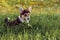 Portrait of curious little young brown white dog welsh pembroke corgi jumping among dandelions on green grass in park.