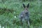 A portrait of a curious Mountain hare, Lepus timidus during summertime