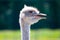 Portrait of a curious ostrich