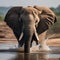 A portrait of a curious and playful baby elephant splashing in water2