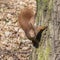 Portrait of curious red squirrel