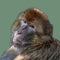 Portrait of curious wondered macaque isolated at smooth uniform green background, extreme closeup, details