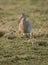 Portrait of a Curlew on Grassland