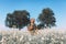 Portrait of curly blond guy is standing at the field and sniffs a flowers. Romantic, summer time. Flowers around and trees