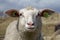 Portrait of a curly lamb or sheep in the dunes