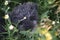 Portrait of a cute 1 year old grey colored silver poodle dog with teddy cut in a wild meadow