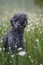 Portrait of a cute 1 year old grey colored silver poodle dog with teddy cut in a wild meadow