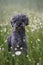 Portrait of a cute 1 year old grey colored silver poodle dog with teddy cut in a wild meadow