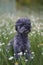 Portrait of a cute 1 year old grey colored silver poodle dog with teddy cut in a wild meadow