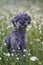 Portrait of a cute 1 year old grey colored silver poodle dog with teddy cut in a wild meadow