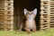 Portrait of a cute abyssinian kitten