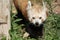 Portrait of a cute active red panda on green grass