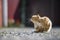 Portrait of cute adorable ginger orange young big cat with golden yellow eyes sitting outdoors on small pebbles posing on blurred