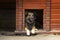 Portrait of a cute adult dog sitting in his solid wooden doghouse