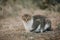 Portrait of cute Aegean Stray gray cat lying outdoors in Greece