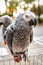 Portrait of cute African Grey Parrot  Psittacus Erithacus