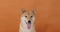 Portrait of a cute akita inu dog on the background orange wall.