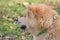 Portrait of cute akita inu puppy in the autumn park. Pet animals.