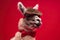 Portrait of a cute alpaca wearing a red bow tie on a red background.