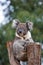 Portrait cute Australian Koala Bear with big hairy ears sitting in an eucalyptus tree and looking with curiosity