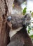 Portrait cute Australian Koala Bear with big hairy ears sitting in an eucalyptus tree and looking with curiosity