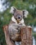 Portrait cute Australian Koala Bear with big hairy ears sitting in an eucalyptus tree and looking with curiosity