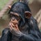 Portrait of cute baby Chimpanzee playing with food