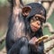 Portrait of cute baby Chimpanzee playing with food