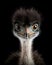 portrait of a cute baby emu chick with piercing eye