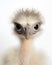 portrait of a cute baby emu chick with piercing eye