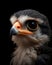 portrait of a cute baby falcon chick with piercing eyes