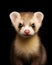 portrait of a cute baby ferret kit with piercing eye