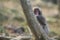 Portrait of Cute Baby Japanese Macaque On Tree at Arashiyama Monkey Park Iwatayama in Kyoto, Japan