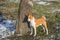 Portrait of cute basenji dog standing near tree in park