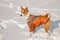 Portrait of cute basenji dog wearing torn coat on fresh snow