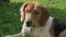 Portrait of cute beagle dog lying on green grass. Lost hunting dog with sad eyes