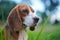 Portrait of a cute beagle dog lying on the green grass ,shooting with a shallow depth of field