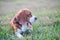 Portrait of a cute beagle dog lying on the green grass ,shooting with a shallow depth of field