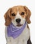 portrait of cute beagle wearing purple bandana, looking forward and panting