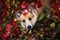 Portrait of a cute beautiful Corgi dog puppy sitting in an autumn Park against a background of bright red leaves and devotedly