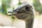 Portrait of a cute beautiful ostrich in the zoo