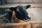 Portrait of a cute beautiful sheep, who eats dry hay, standing in a paddock with a wooden fence on a farm. Agriculture and