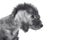 Portrait of a cute Bedlington Terrier puppy