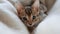Portrait of a cute bengal kitten