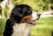 Portrait of cute Berner Sennenhund dog at the park.