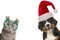Portrait of a cute bernese mountain dog puppy and a british shorthair cat wearing christmas decoration